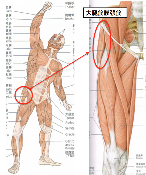 改善報告 ももの内側の痛み 股関節の内側 にも筋膜調整が有効 筋膜調整サロン トリガー Trigger