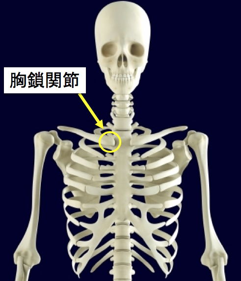 出っ張り 肋骨 肋骨が出っ張る原因とは？